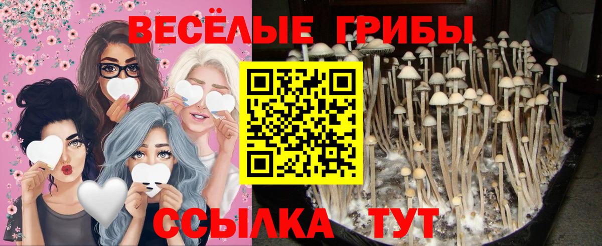 Псилоцибиновые грибы прущие грибы Топки